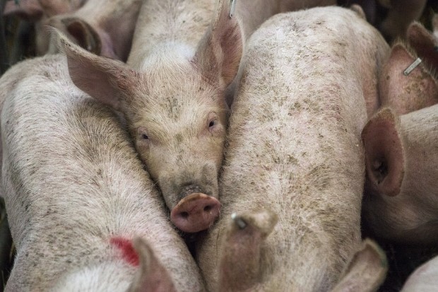 ЕК одобри облекчен режим при търговията с живи свине и продукти от тях за България