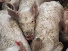 ЕК одобри облекчен режим при търговията с живи свине и продукти от тях за България