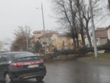 Дървета падат в Пловдив, има и задръстване заради инцидент!