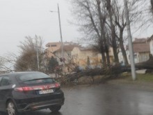 Дървета падат в Пловдив, има и задръстване заради инцидент
