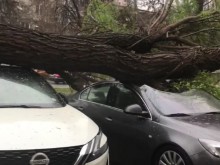 Огромно дърво се стовари върху автомобили в Пловдив