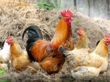 Жандармерията накрак заради кокошки! Птиците предизвикаха масов бой с лозарски ножици, има ранени