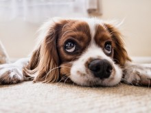 До 31 март е срокът за плащане на таксата за притежаване на куче