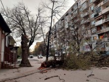 Дърво е паднало на ул. "Христо Ботев" във Видин 