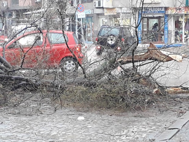 Екипи на ОП"Градини и паркове" продължават да отстраняват щетите от ураганния вятър в Пловдив