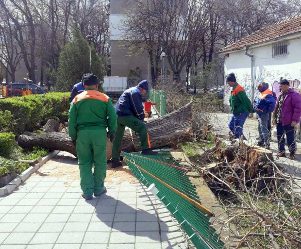 Над 90 сигнала за паднали дървета и клони в Пловдив