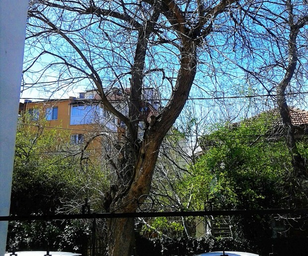 TD Ураганният вятър в Пловдив който събори десетки стари дървета и