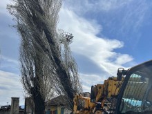 Директорът на ОП "Градини и паркове" си изми ръцете със строителите за лошото състояние на дърветата в Пловдив