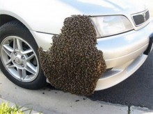 ��� ������ ������� ������ - �� �� ����������� � �� ������� ��������� ��������