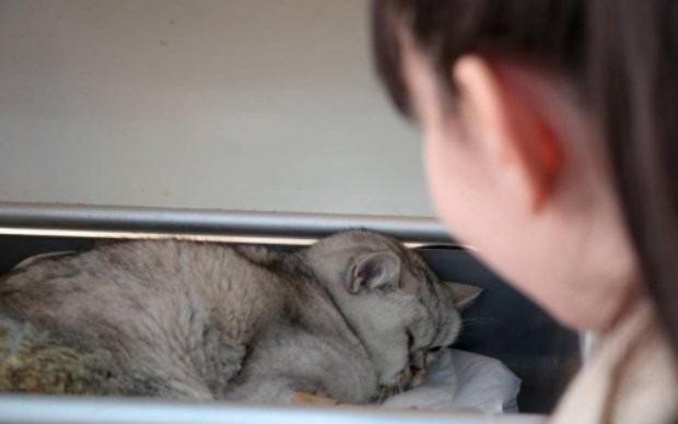 Двегодишна котка на име Хан беше извадена жива изпод руините