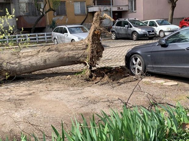 Здравко Димитров: Ако трябва с лични пари ще платя лечението на пострадалия от падналото дърво
