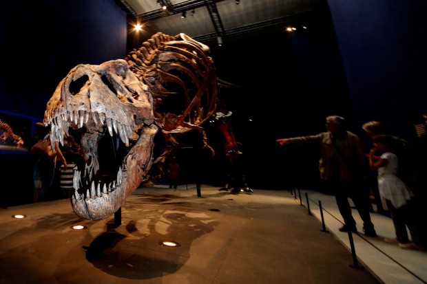 Показаха скелета на огромен тиранозавър рекс в Швейцария