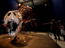 Показаха скелета на огромен тиранозавър рекс в Швейцария