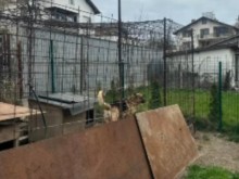 Немски овчарки нападат хора и животни в София