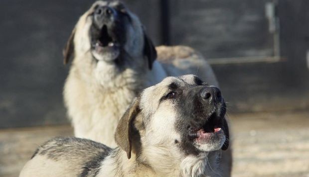Кучета убиха жена в Долна Оряховица