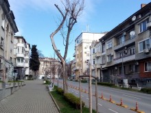 Сух клон заплашва минувачи в центъра на Варна