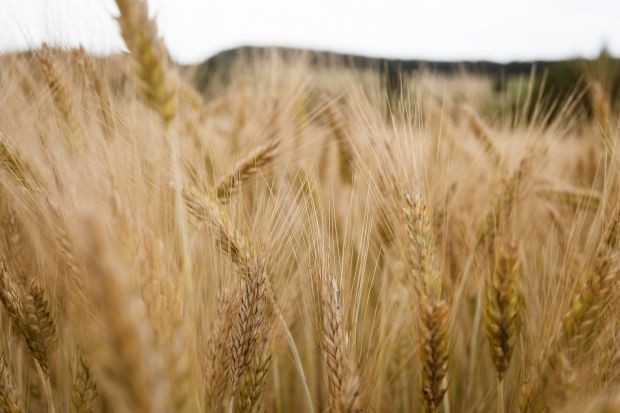 Протестите на зърнопроизводителите продължават въпреки усилията на държавата за решаване