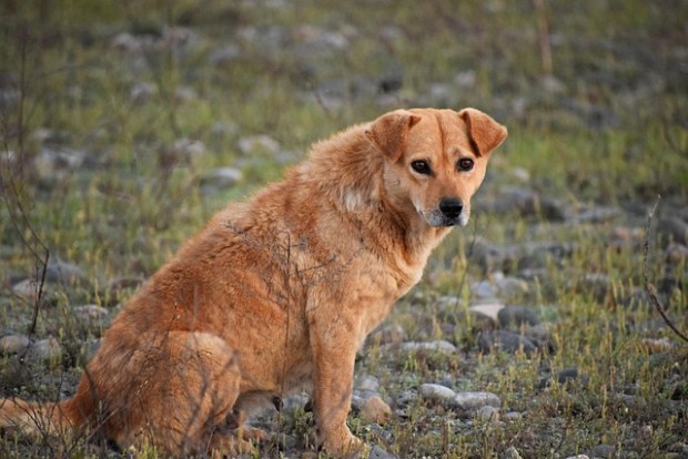 От горнооряховската болница подпомагат семейството на разкъсаната от кучета жена
