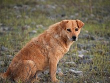 От горнооряховската болница подпомагат семейството на разкъсаната от кучета жена