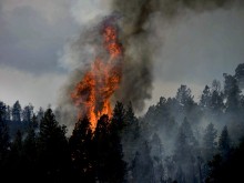 Близо 30 декара гора бе спасена от пожар край Антоново