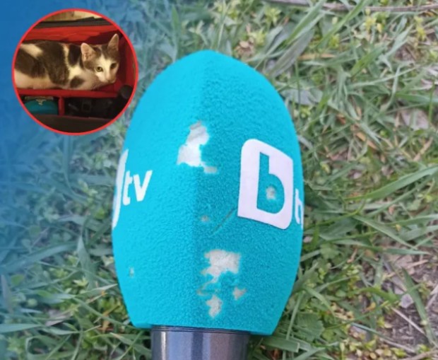 Микрофон на bTV падна жертва на котарака Мърчо Мъркащият новинар живее