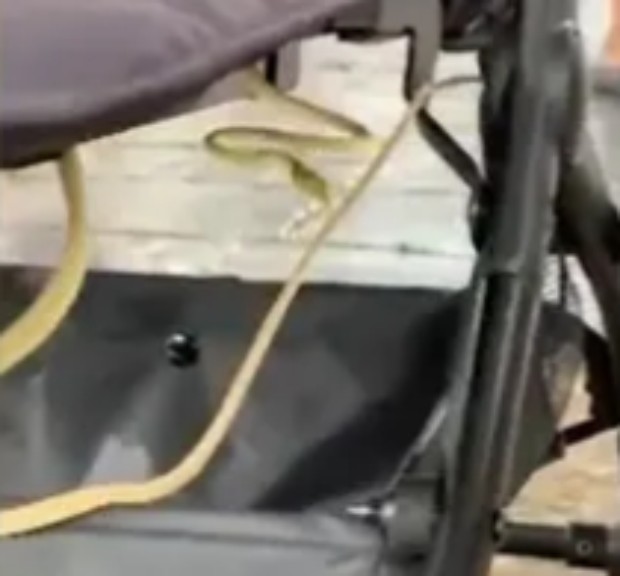 Дълга зелена змия се уви около бебешка количка в Тайланд, съобщава Ройтерс.Кадри