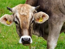Шофьор блъсна крава, оставена без надзор в Кърджали