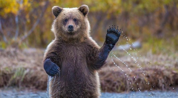 Паркът за мечки край Белица ще бъде отворен за посетители на 10 април Това каза