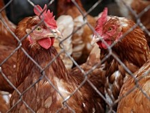 Огнище на птичи грип регистрираха в Ново село