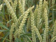 Зърнопроизводители ще блокират ГКПП край Кардам на 7 април