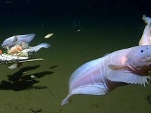 Учени заснеха риба на рекордната дълбочина от 8336 метра