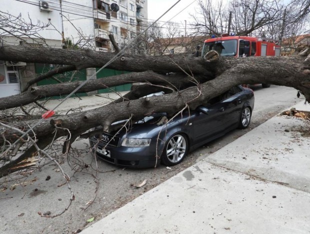 Дърво падна върху автомобил в столичния квартал "Изгрев" 