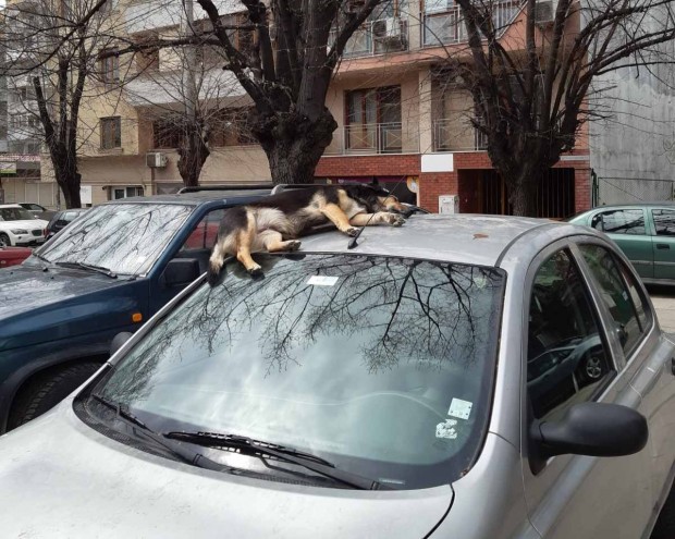 Варненско куче радва минувачи с необичаен навик