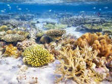 Това нещо е жизненоважно за климата, но смъртоносно за океаните