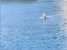 Варненци видяха нещо невероятно! Вижте какво прави това куче