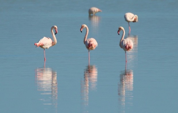 За първи път у нас учени заснеха розово фламинго да