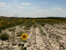Проф. Нина Николова: В България има проблеми със засушаването