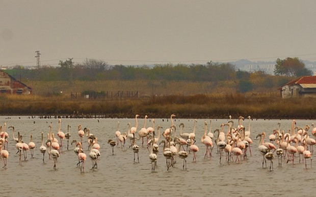 За първи път розово фламинго гнезди у нас – в Бургас