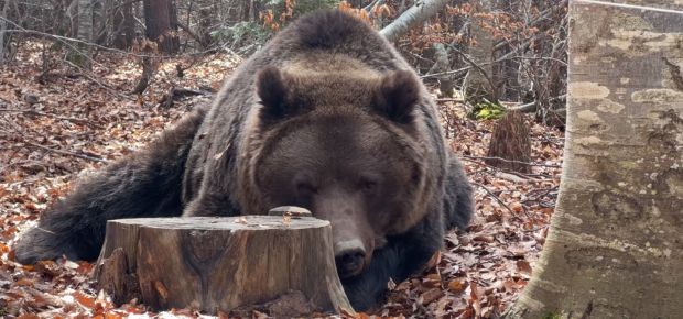 18-те мечока в Парка за мечки край град Белица са