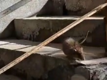 Огромен плъх изскочи от училищен стол в Пловдив