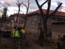 В Дупница премахват дървесна растителност