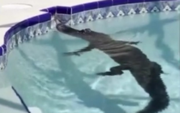Алигатор плува в басейн на къща в американския щат Флорида Той