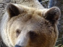 Паркът за мечки край Белица отвори врати