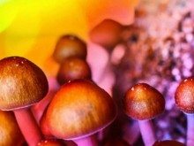 Tуристи се натровиха след експерименти с "магически" гъби