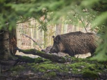 Софийска окръжна прокуратура се самосезира за открити трупове на прасета в дивечовъден участък "Боровец"