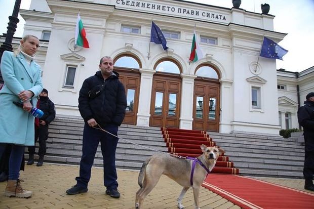 Кучето депутат което посрещна депутатите от 48 ото НС пред парламента