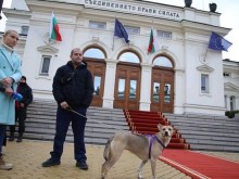 Кучето депутат от 48-ото НС отново е пред парламента