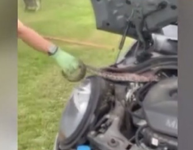 Змия се скри в двигател на кола, а жена успя да