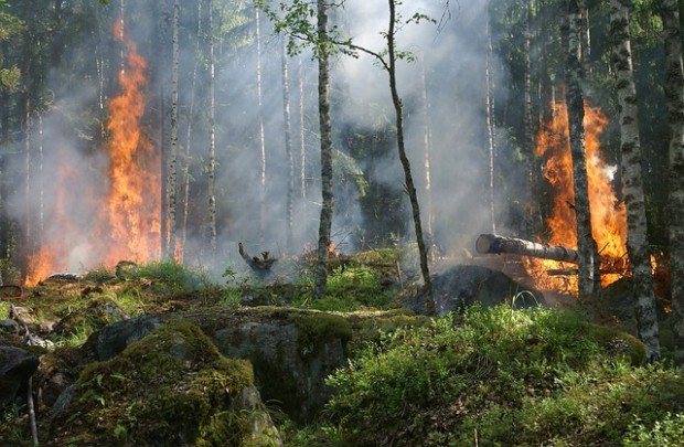 50 дка дъбова гора изгоряха при пожар в района на Гърмен