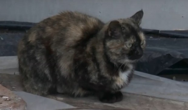 Жена се представи за общински служител за да отвлече котка За